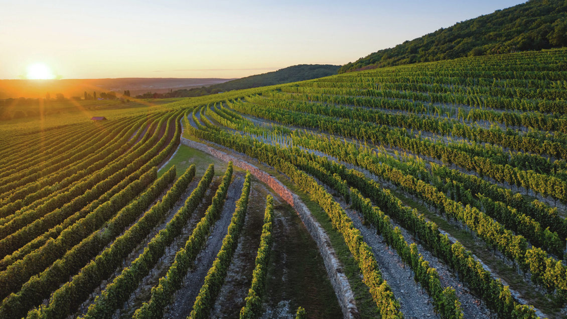 Володин рассказал о письмах европейских послов из-за закона о виноделии