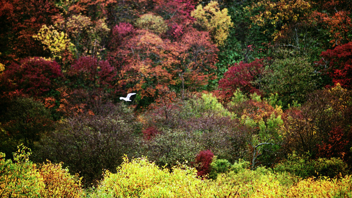 Путин и премьер Японии Кисида подтвердили намерение вести диалог по мирному договору