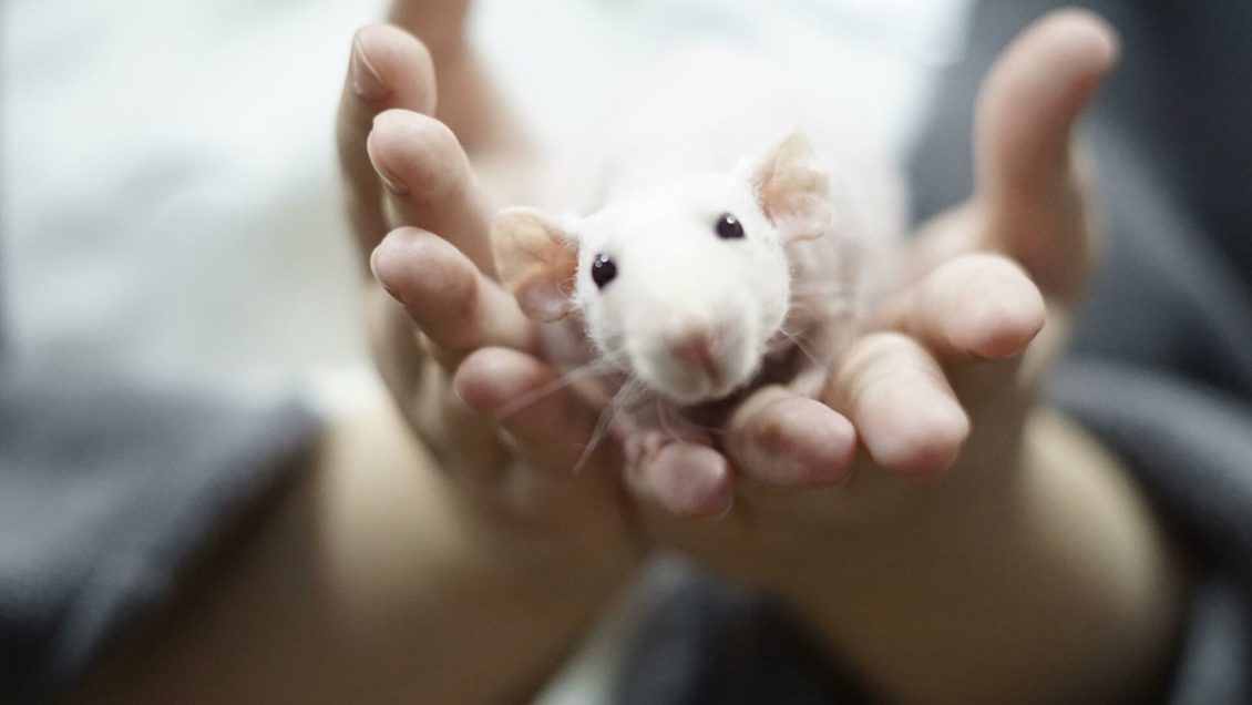 Ученые назвали животных, которые могут переносить COVID-19