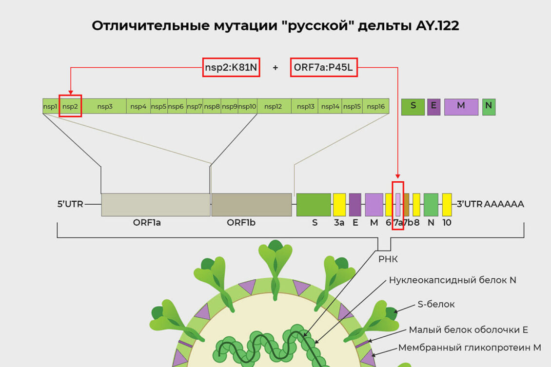 "Вирус будет мутировать". Ученые спрогнозировали развитие пандемии COVID-19 "Вирус будет мутировать". Ученые спрогнозировали развитие пандемии COVID-19
