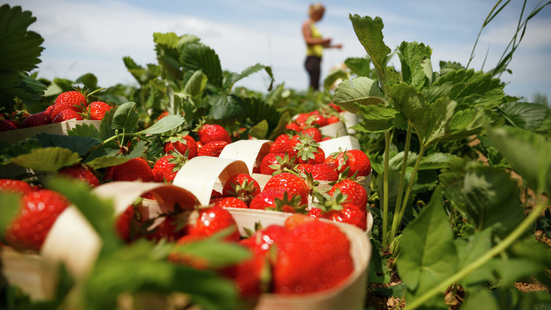 Финансирование АПК Кубани в 2022 году составит 9,6 миллиарда рублей