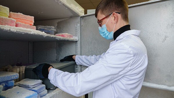 В России будут добывать лечебный белок из вредоносных медуз