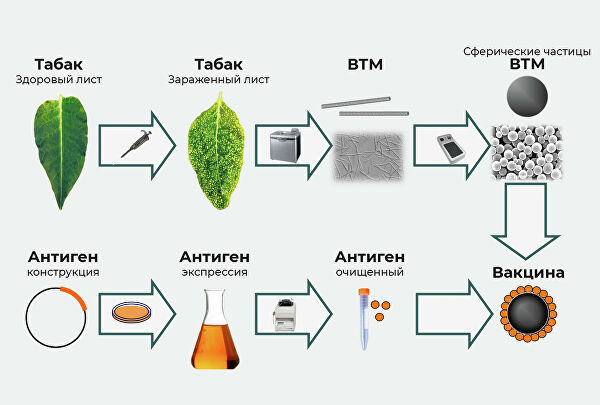 Лечебный табак. В МГУ создали "растительную" вакцину от COVID-19