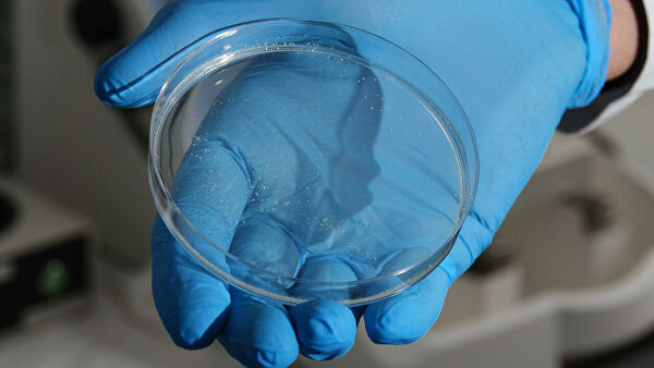 В России будут добывать лечебный белок из вредоносных медуз