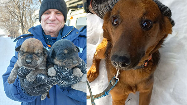 В квартире жительницы Тольятти обнаружили 120 собак В квартире жительницы Тольятти обнаружили 120 собак