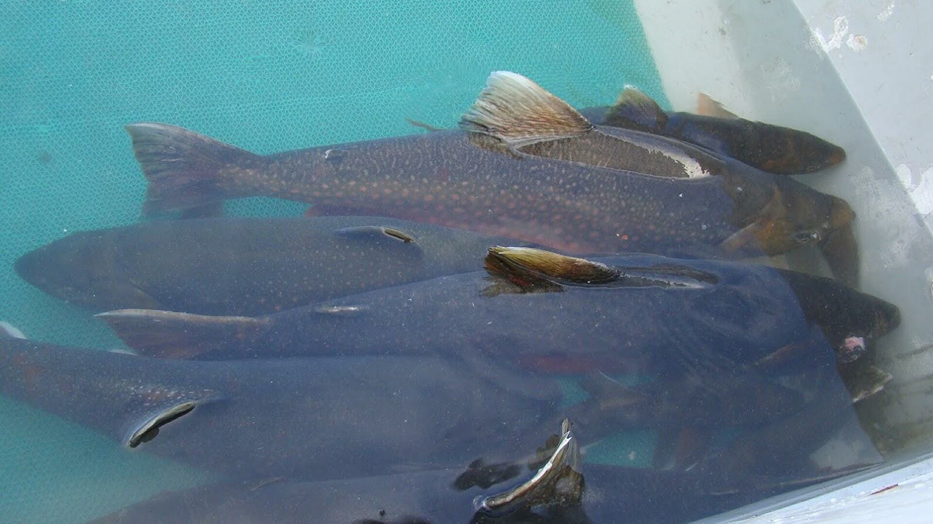 В России будут добывать лечебный белок из вредоносных медуз