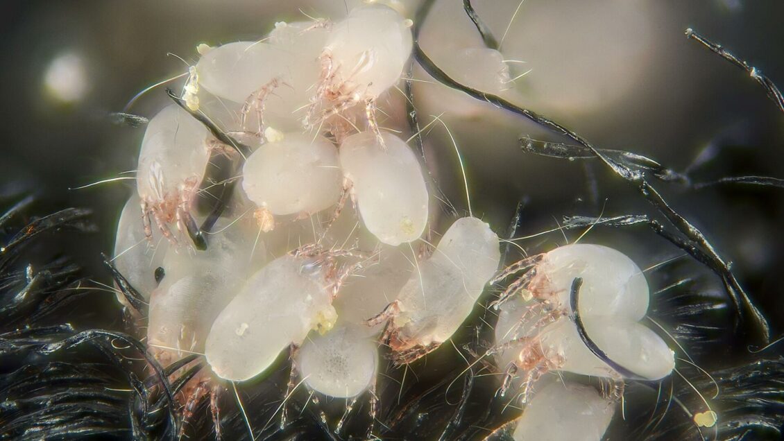 Исследование ученых поможет в борьбе с клещевыми аллергиями Исследование ученых поможет в борьбе с клещевыми аллергиями