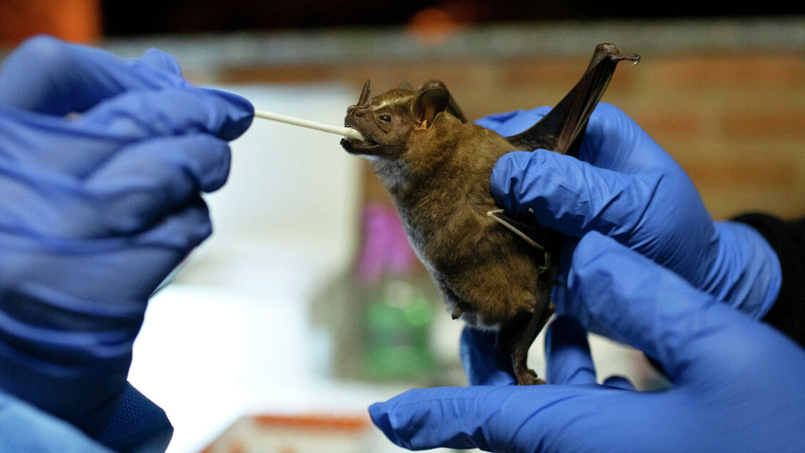 Ученые объяснили, чем опасен коронавирус NeoCoV, обнаруженный в ЮАР