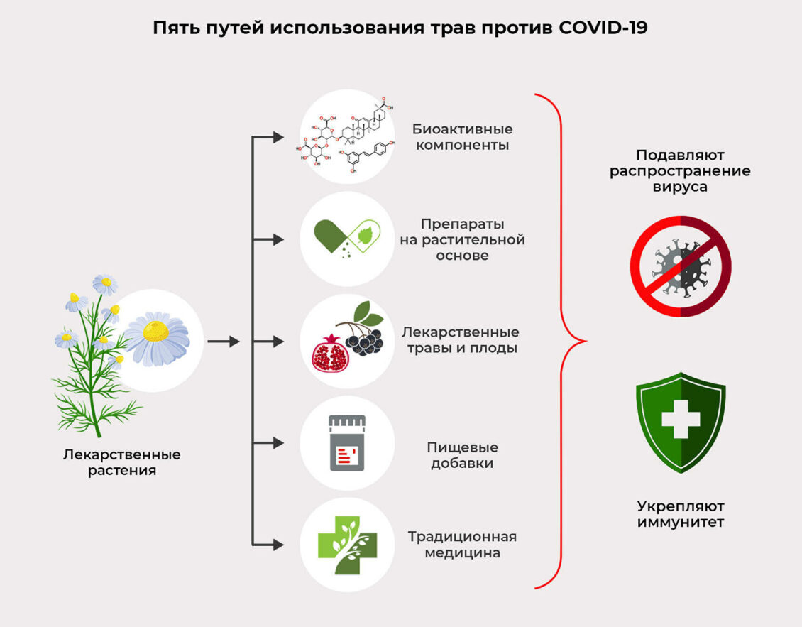 Дошли до травки: лекарства против COVID-19 добывают из растений Дошли до травки: лекарства против COVID-19 добывают из растений