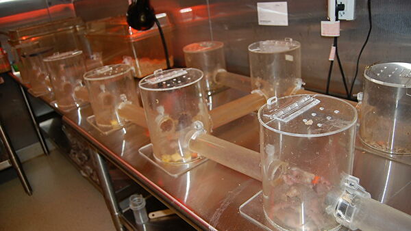 Ученые зарылись в тайну долголетия. Голая правда о голых землекопах Ученые зарылись в тайну долголетия. Голая правда о голых землекопах