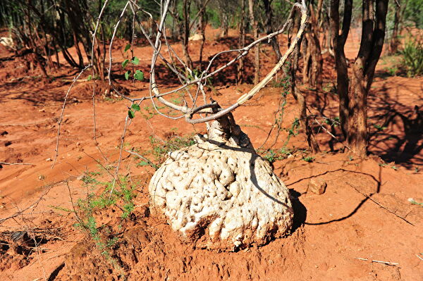 Ученые зарылись в тайну долголетия. Голая правда о голых землекопах Ученые зарылись в тайну долголетия. Голая правда о голых землекопах