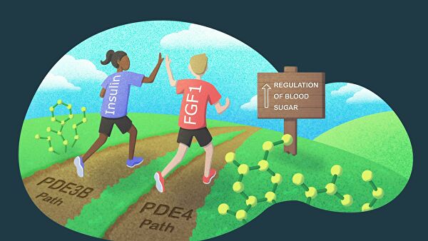 Ученые нашли новый способ регулирования уровня сахара в крови