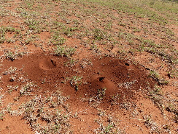 Ученые зарылись в тайну долголетия. Голая правда о голых землекопах Ученые зарылись в тайну долголетия. Голая правда о голых землекопах