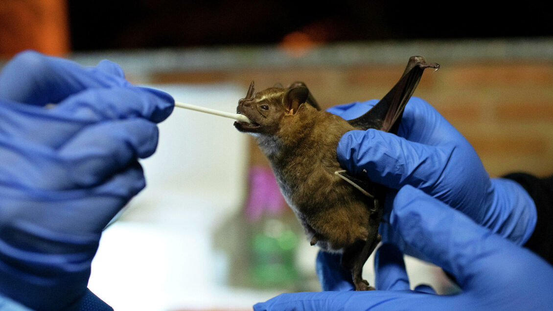 В Центре Гамалеи прокомментировали открытие в Китае коронавируса NeoCov В Центре Гамалеи прокомментировали открытие в Китае коронавируса NeoCov