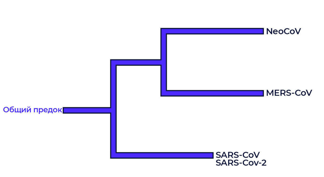 Ученые объяснили, чем опасен коронавирус NeoCoV, обнаруженный в ЮАР