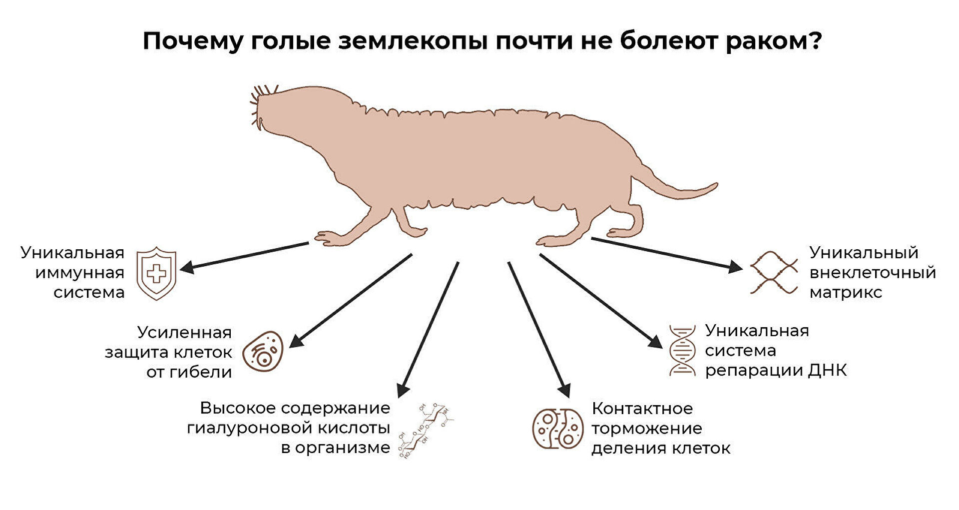 Ученые зарылись в тайну долголетия. Голая правда о голых землекопах Ученые зарылись в тайну долголетия. Голая правда о голых землекопах