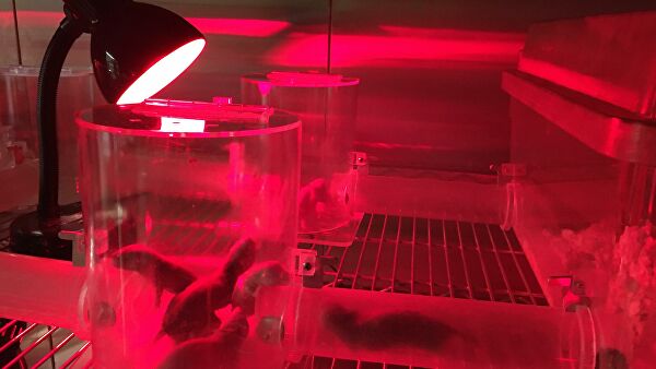 Ученые зарылись в тайну долголетия. Голая правда о голых землекопах Ученые зарылись в тайну долголетия. Голая правда о голых землекопах