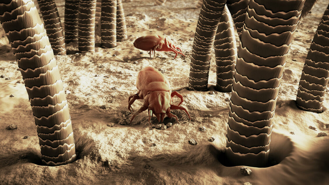 Исследование ученых поможет в борьбе с клещевыми аллергиями Исследование ученых поможет в борьбе с клещевыми аллергиями