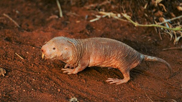 Ученые зарылись в тайну долголетия. Голая правда о голых землекопах Ученые зарылись в тайну долголетия. Голая правда о голых землекопах