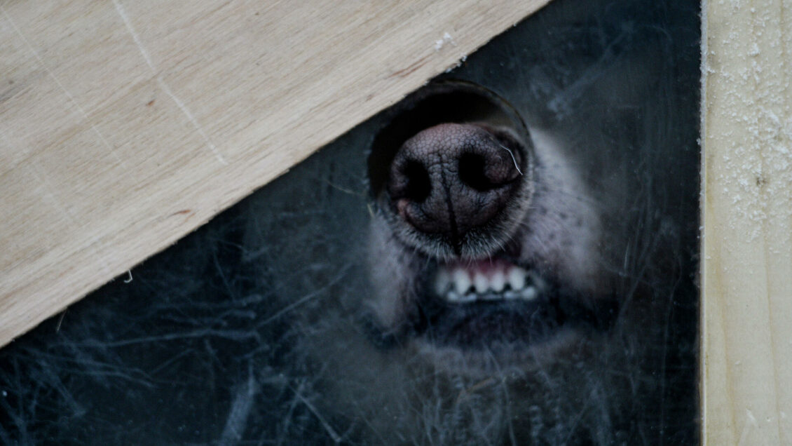 Кинолог рассказал, как гостям вести себя в доме, где есть собака Кинолог рассказал, как гостям вести себя в доме, где есть собака