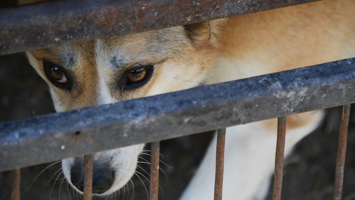 В Подмосковье предложили решение проблемы бездомных кошек и собак В Подмосковье предложили решение проблемы бездомных кошек и собак