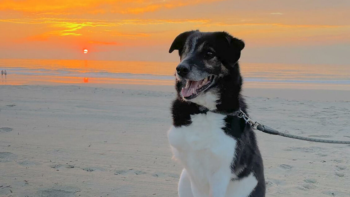 В Подмосковье предложили решение проблемы бездомных кошек и собак В Подмосковье предложили решение проблемы бездомных кошек и собак