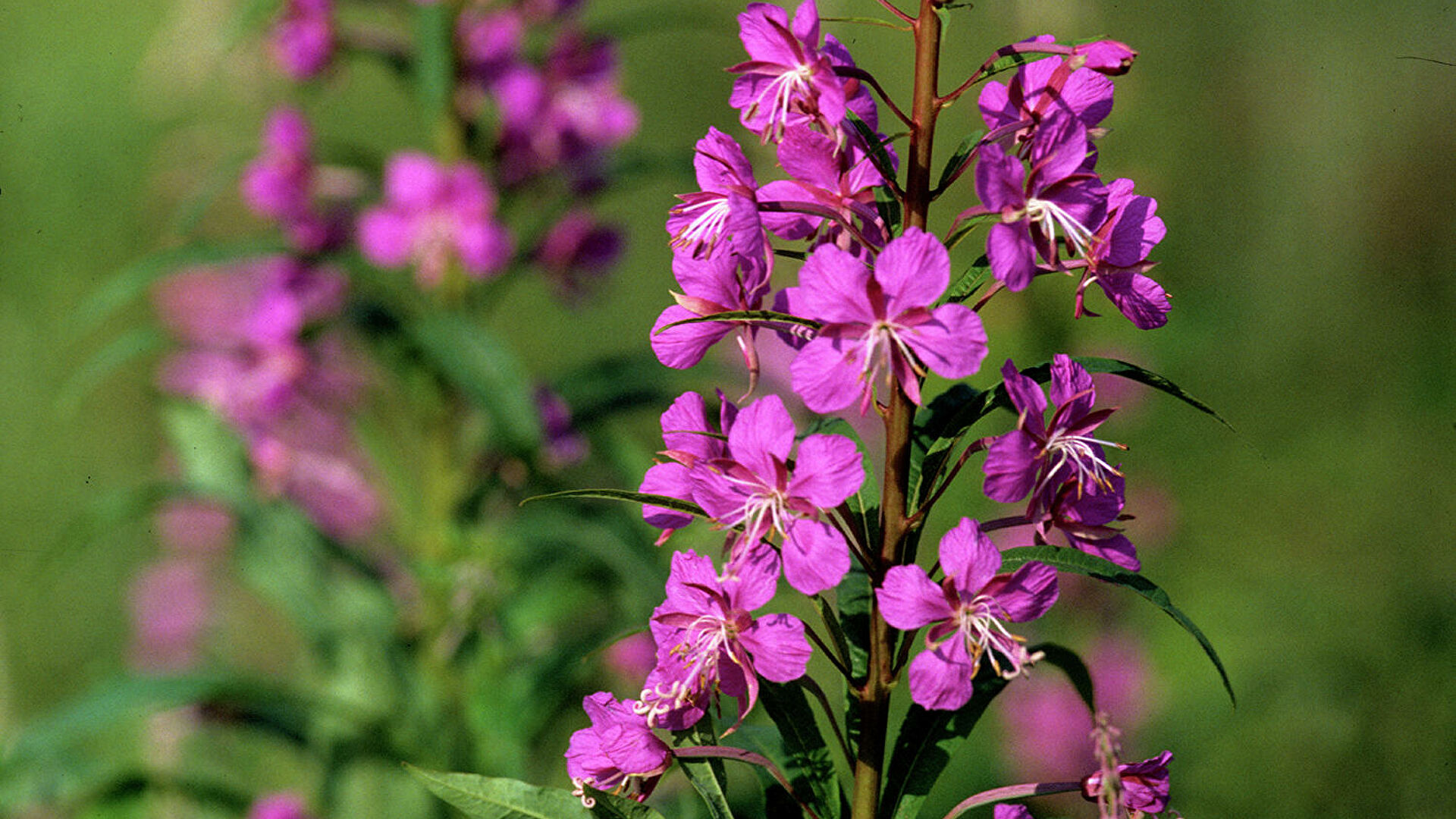Олег Мироненко: снизить цену на органические продукты вполне реально