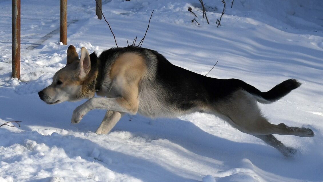 В Подмосковье предложили решение проблемы бездомных кошек и собак В Подмосковье предложили решение проблемы бездомных кошек и собак