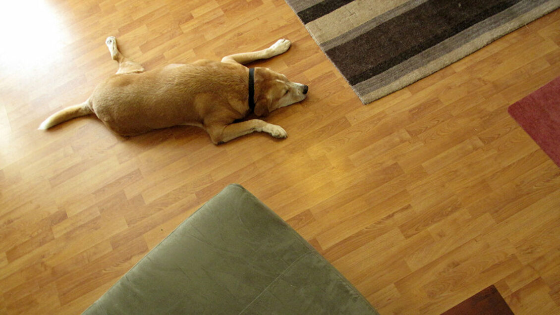 Кинолог рассказал, как гостям вести себя в доме, где есть собака Кинолог рассказал, как гостям вести себя в доме, где есть собака