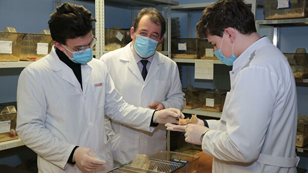 В России создали вещество для восстановления после травм мозга В России создали вещество для восстановления после травм мозга