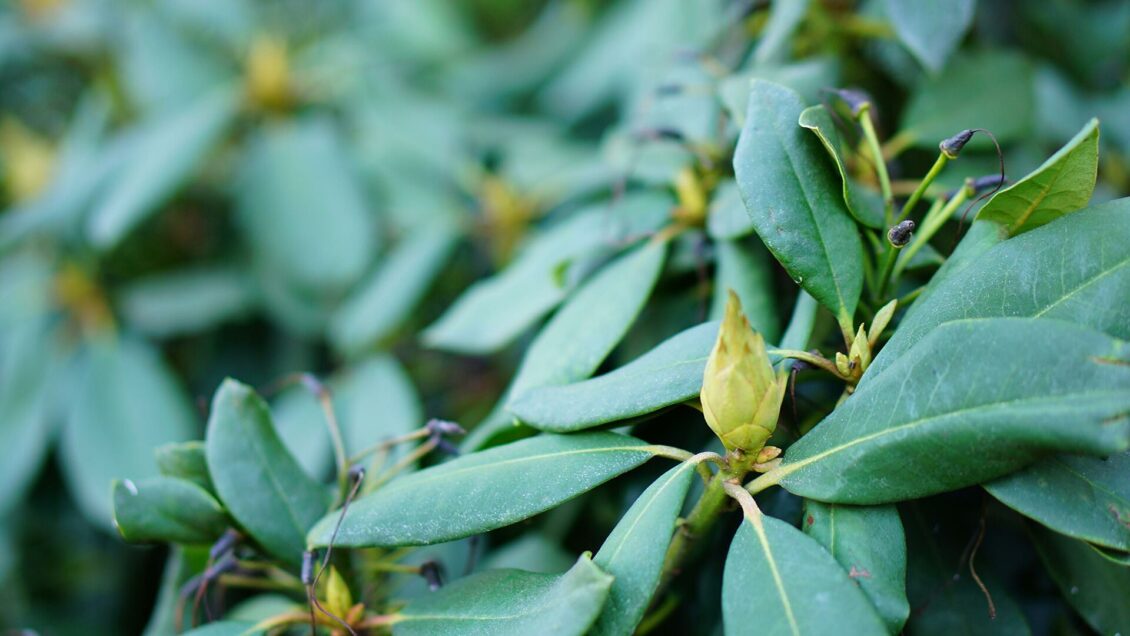 Ученые создали материал из тропических растений для терапии рака Ученые создали материал из тропических растений для терапии рака