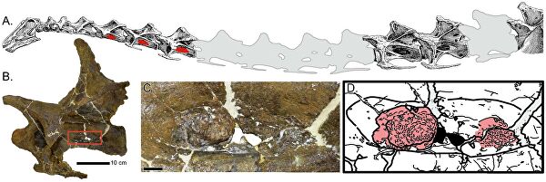 Намного древнее человека. Респираторную инфекцию нашли в костях динозавра