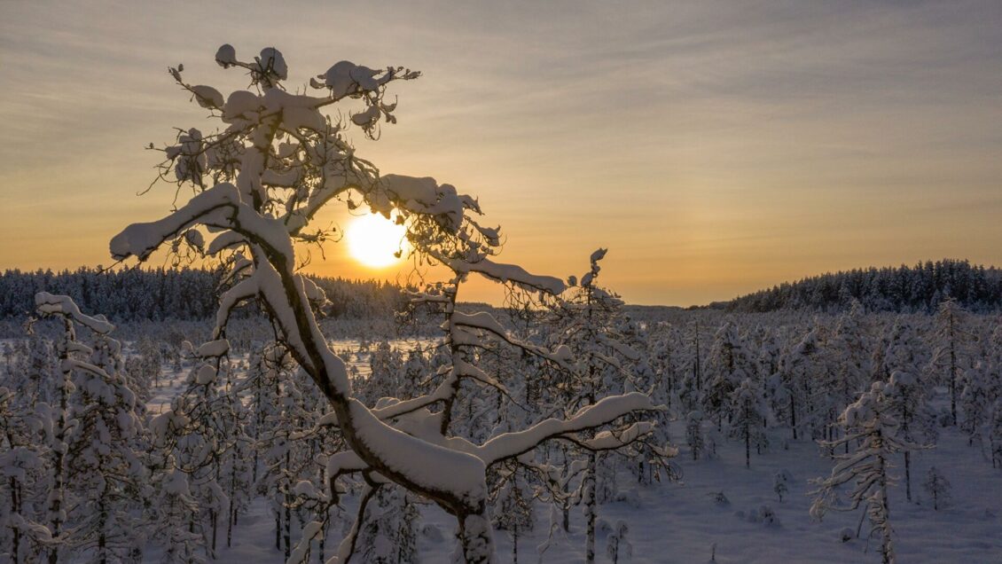 Компания Илона Маска потеряет до 40 спутников Starlink из-за магнитной бури