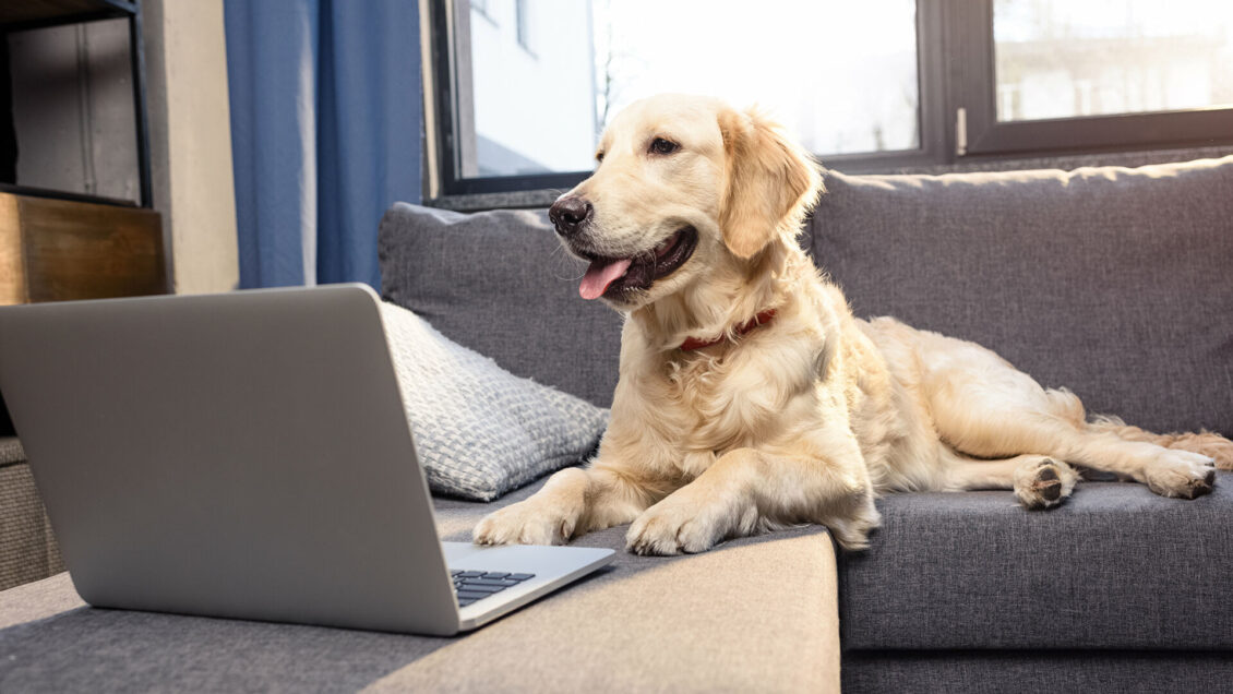 Кинолог рассказал, как гостям вести себя в доме, где есть собака Кинолог рассказал, как гостям вести себя в доме, где есть собака