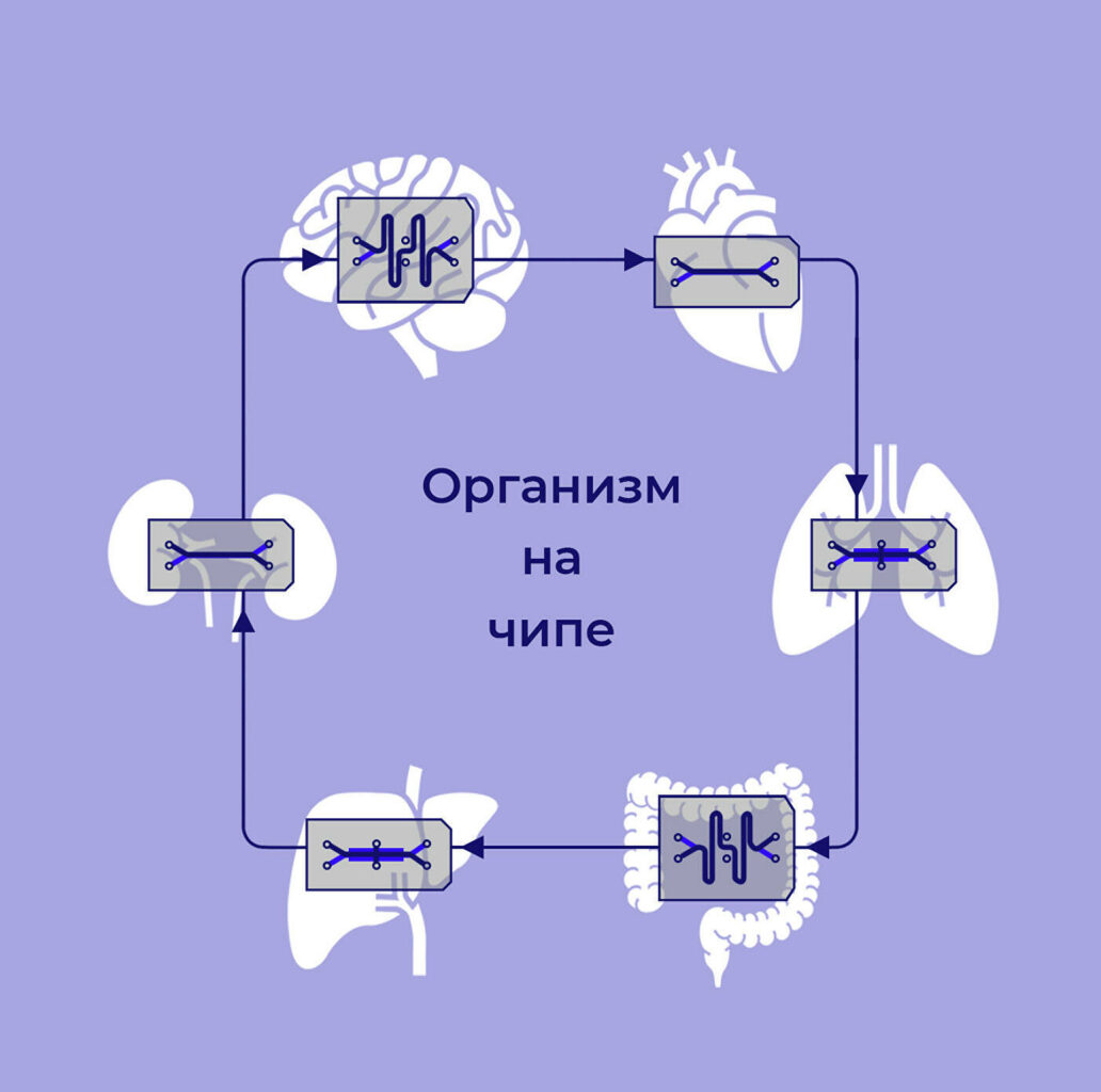 Все готово к заселению: когда в России появится организм-на-чипе