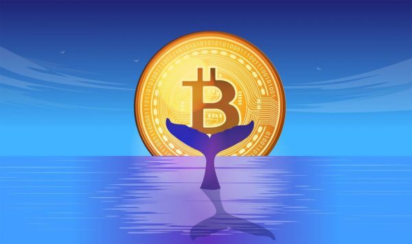 Как управлять своими биткойнами как кит Как управлять своими биткойнами как кит