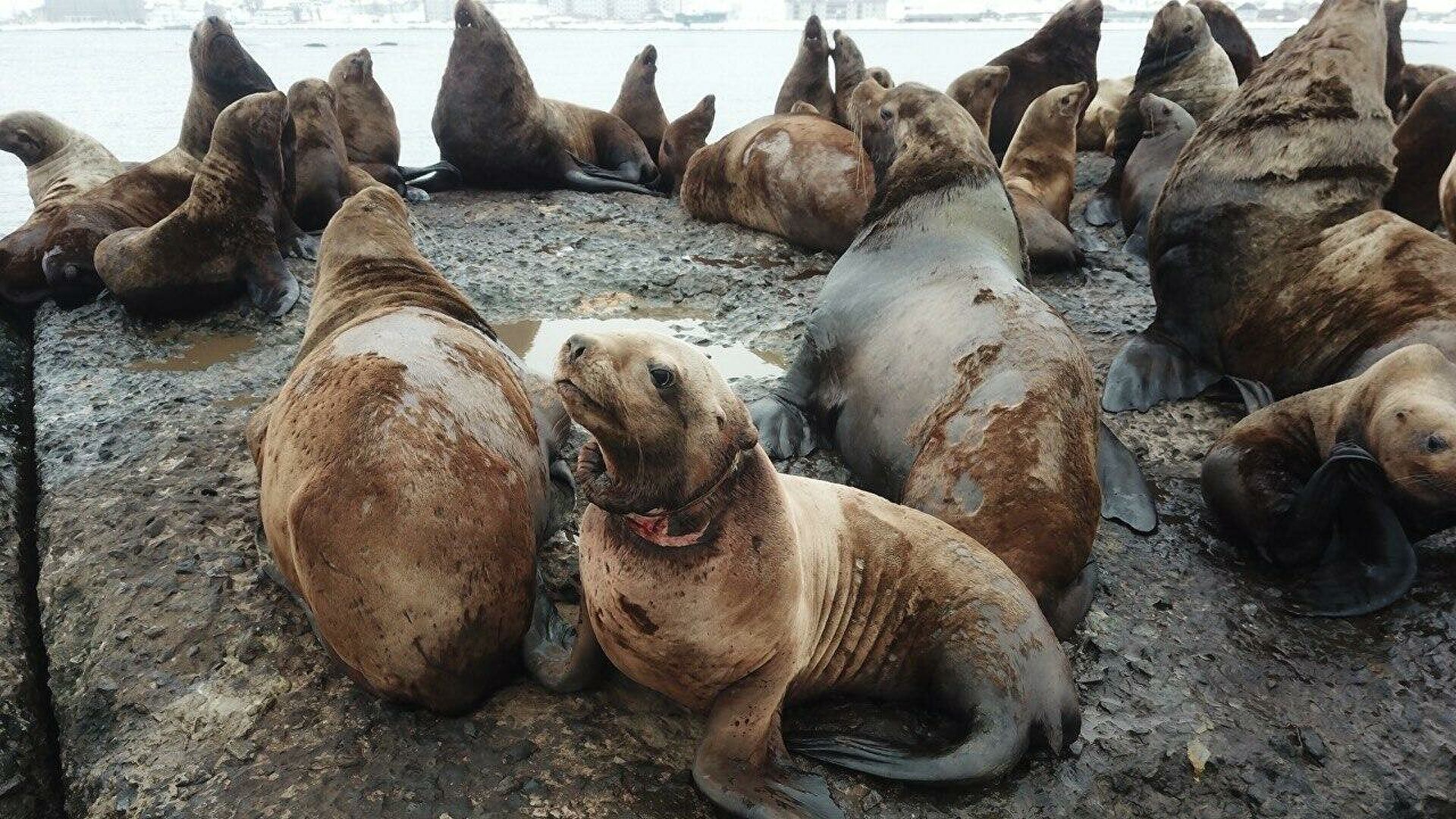 "Это мучения". Ученые рассказали, что губит морских животных