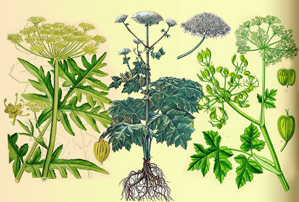 Все грани борщевика Сосновского. Уничтожать или добывать золото?