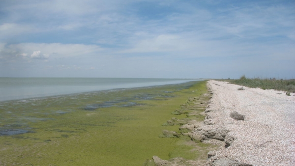 Закрытие Северо-Крымского канала сократило на треть разнообразие водорослей в заливе Сиваш Закрытие Северо-Крымского канала сократило на треть разнообразие водорослей в заливе Сиваш