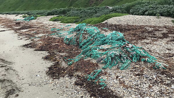 "Это мучения". Ученые рассказали, что губит морских животных