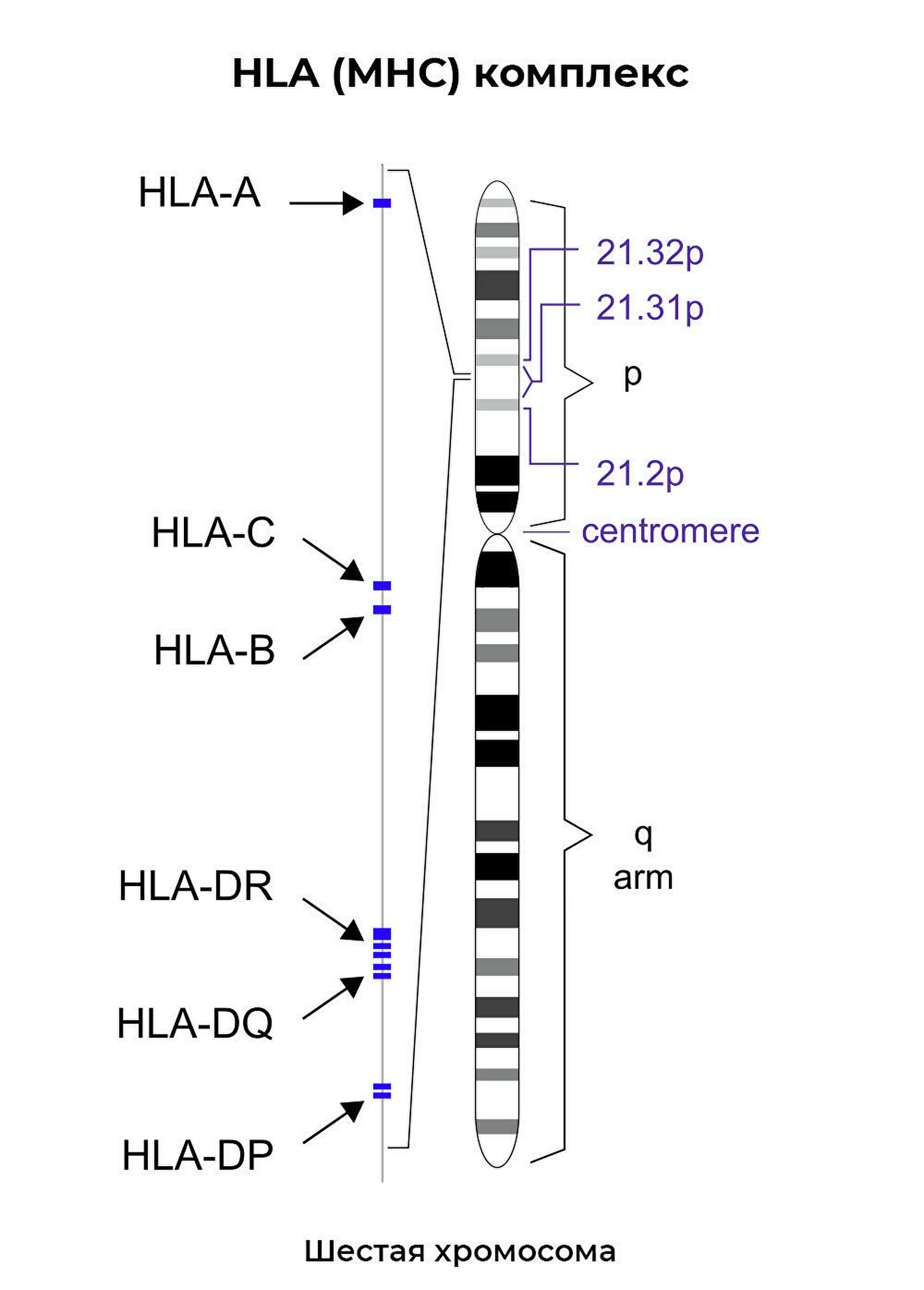 "Статистически достоверный факт". Найдена причина тяжелого течения COVID-19 "Статистически достоверный факт". Найдена причина тяжелого течения COVID-19