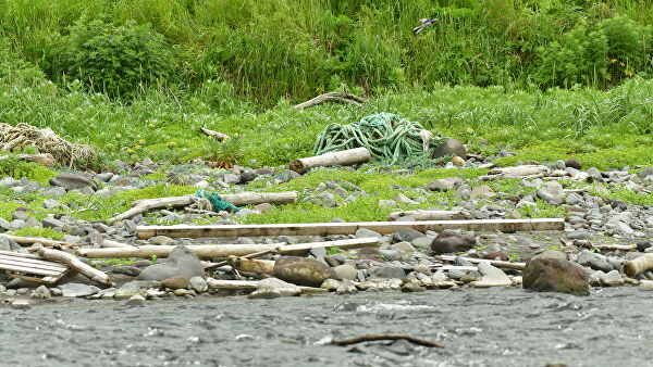 "Это мучения". Ученые рассказали, что губит морских животных