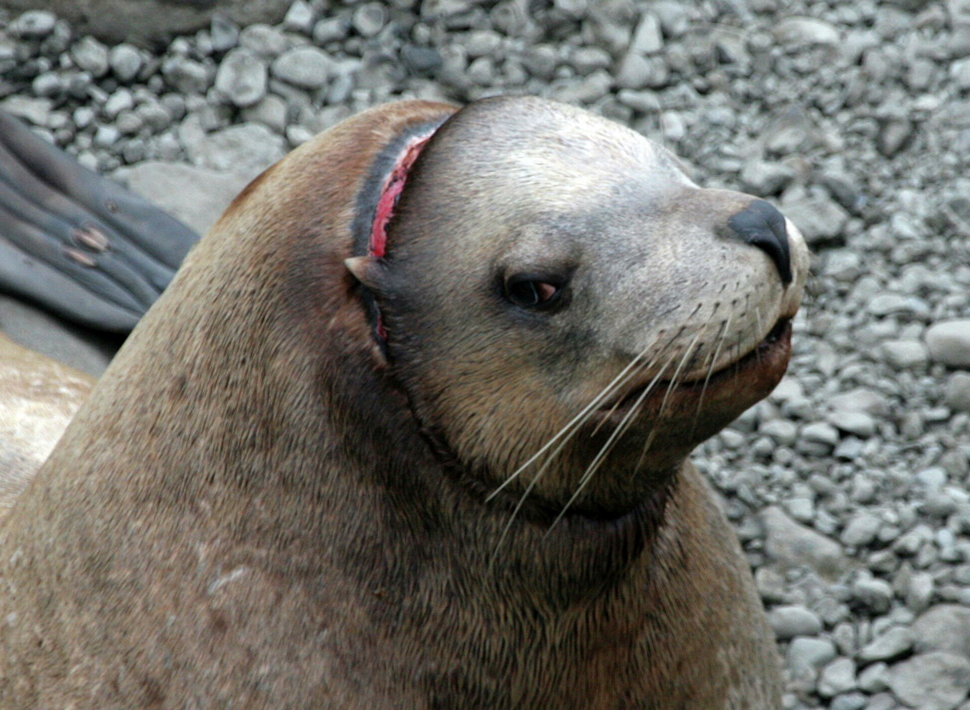 "Это мучения". Ученые рассказали, что губит морских животных