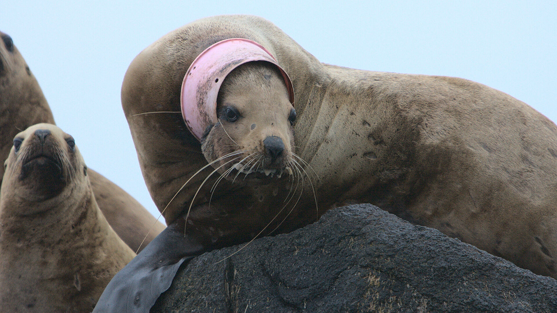 "Это мучения". Ученые рассказали, что губит морских животных
