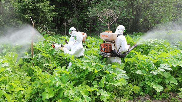 Все грани борщевика Сосновского. Уничтожать или добывать золото?