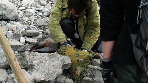 "Это мучения". Ученые рассказали, что губит морских животных