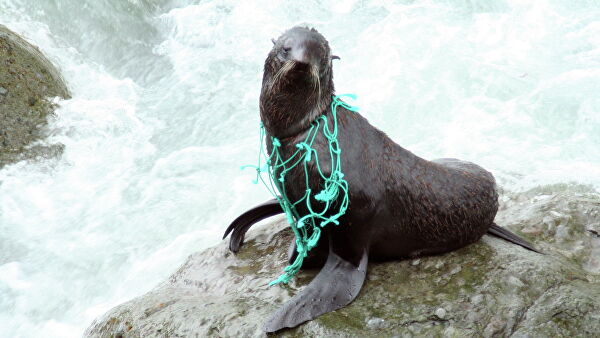 "Это мучения". Ученые рассказали, что губит морских животных