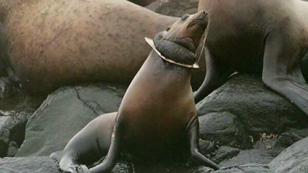 "Это мучения". Ученые рассказали, что губит морских животных