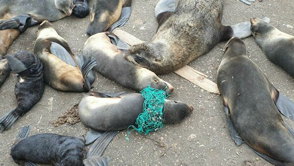 "Это мучения". Ученые рассказали, что губит морских животных