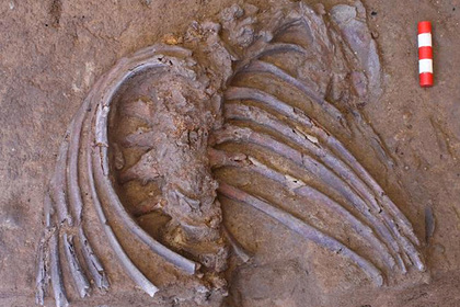 Найдена массовая могила жертв страшной эпидемии